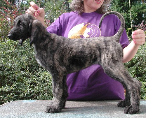 Pink-BlkMskSilver BrindleGirl10wks.jpg - 83.59 K